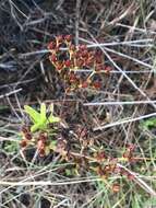 Image of cluster-leaf st.john's wort