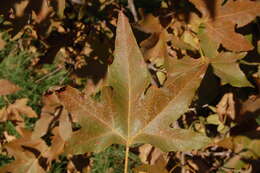 Imagem de Platanus racemosa Nutt. ex Audubon