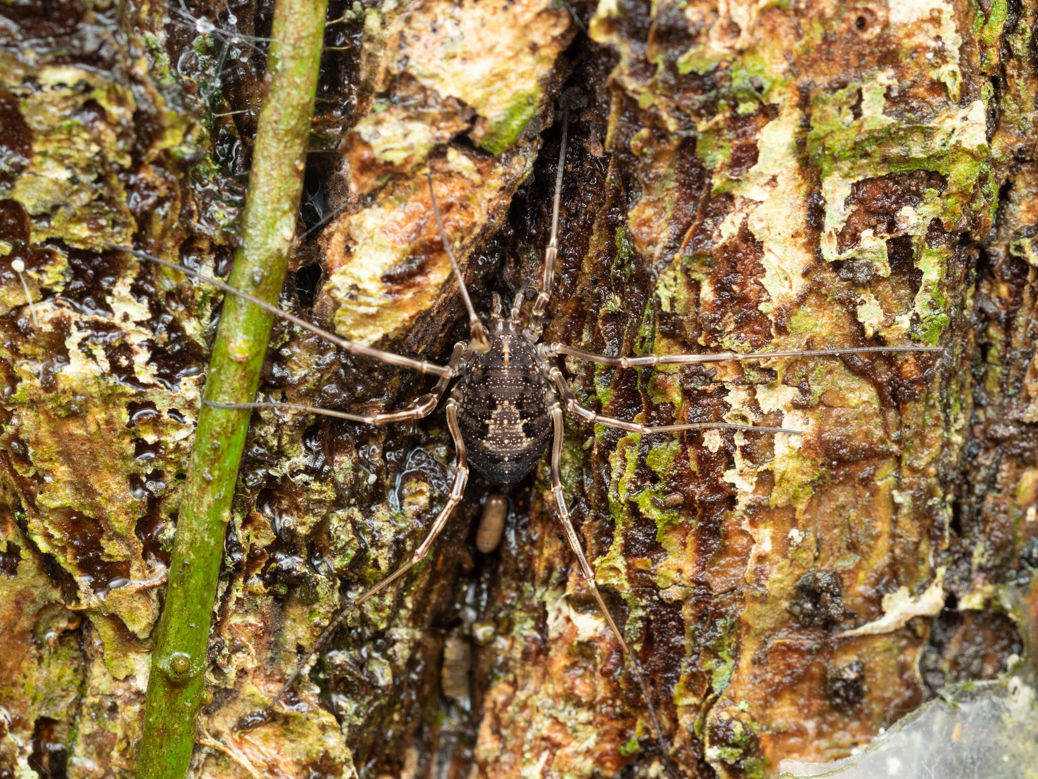 Sivun Himalphalangium spinulatum (Roewer 1911) kuva