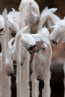 Image of Indian Pipe