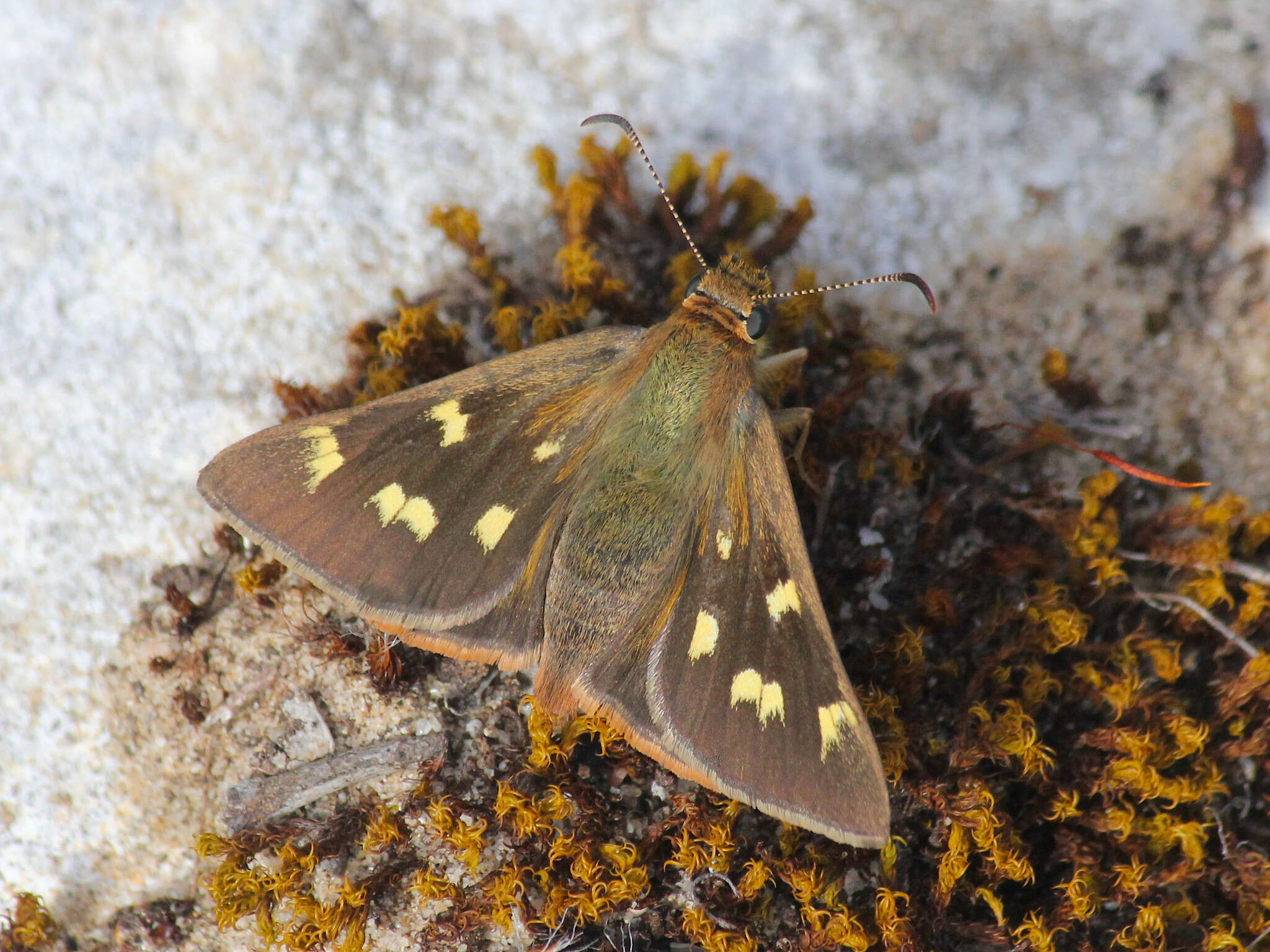 Image of Hesperilla trimaculata Tepper 1882