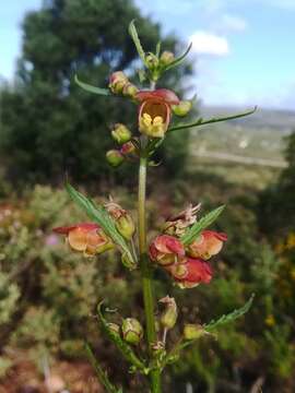 Image de Scrophularia sambucifolia L.