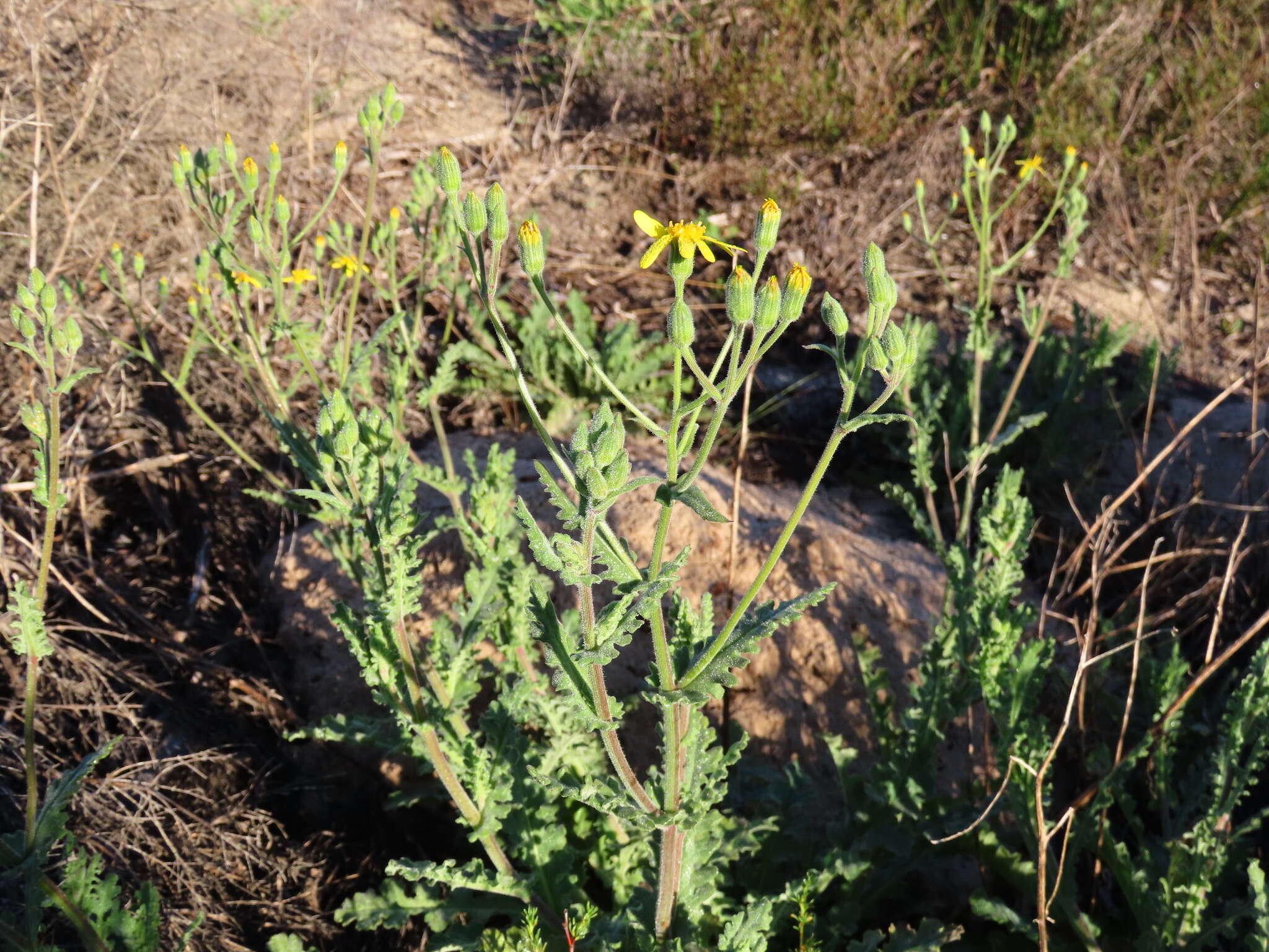 Image of Senecio hastatus L.