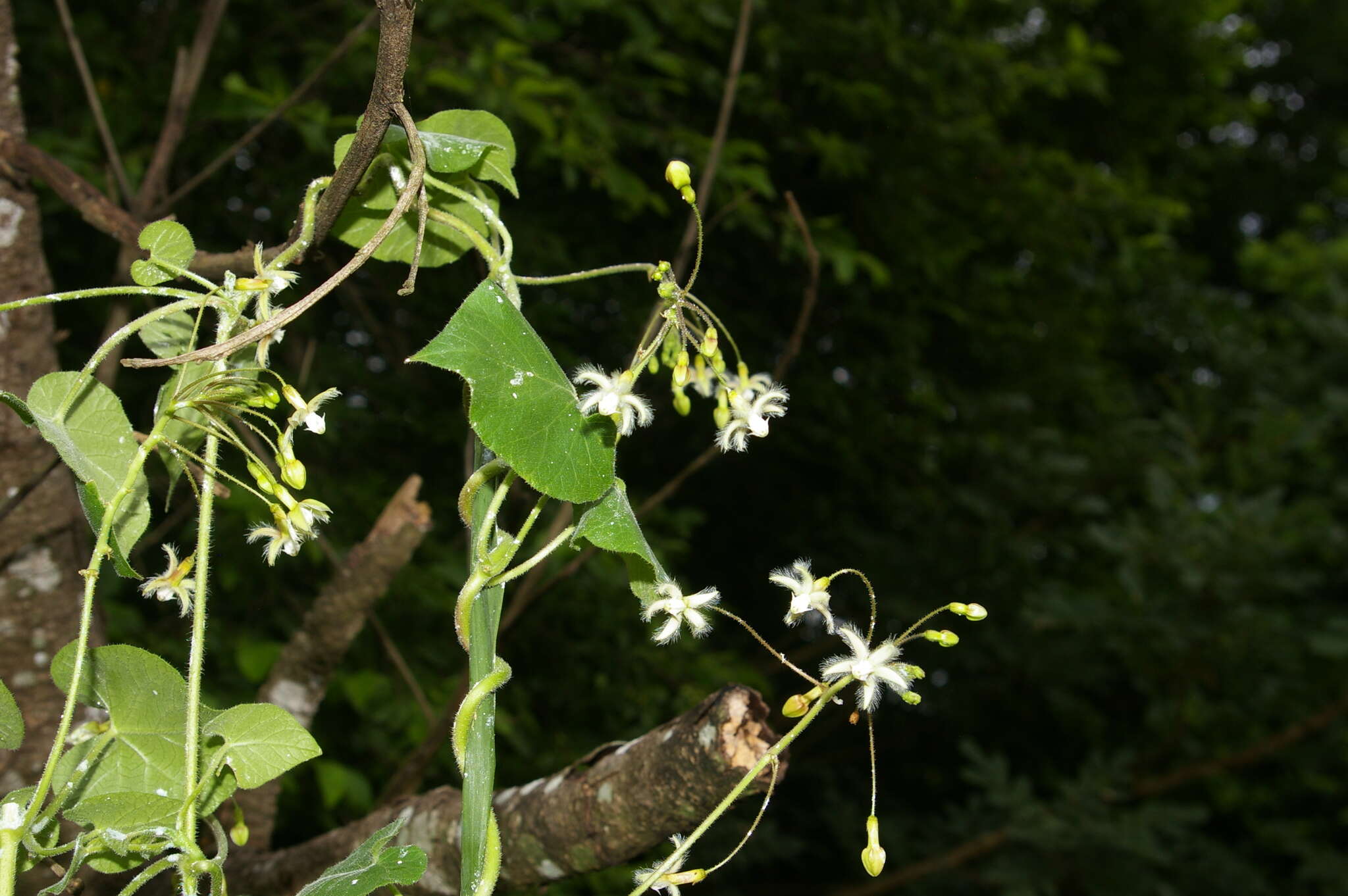 Image of Trellis-vine