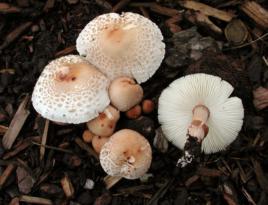 Image of Lepiota lilacea Bres. 1892