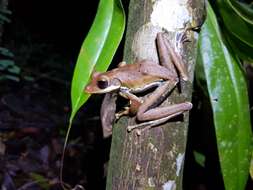 Image of Sri Lanka whipping frog