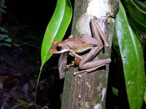 Image of Sri Lanka whipping frog