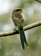 Image of true shrikes