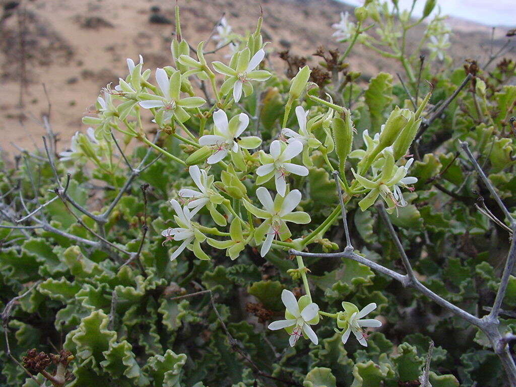 Image of Pelargonium klinghardtense Knuth