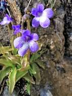 Image of Pinguicula longifolia subsp. reichenbachiana (Schindler) Casper