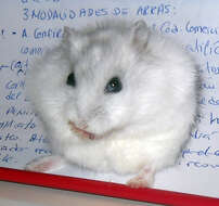 Image of Dzhungarian Hamster