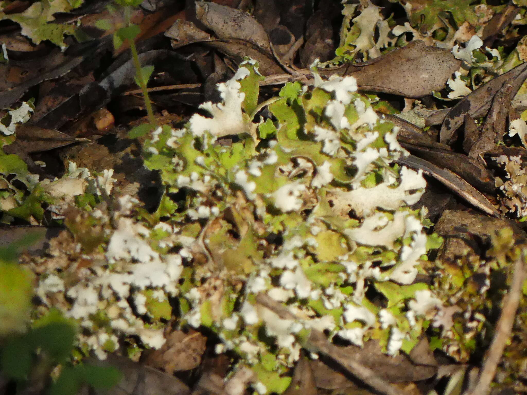 Image of Cladonia foliacea (Huds.) Willd.