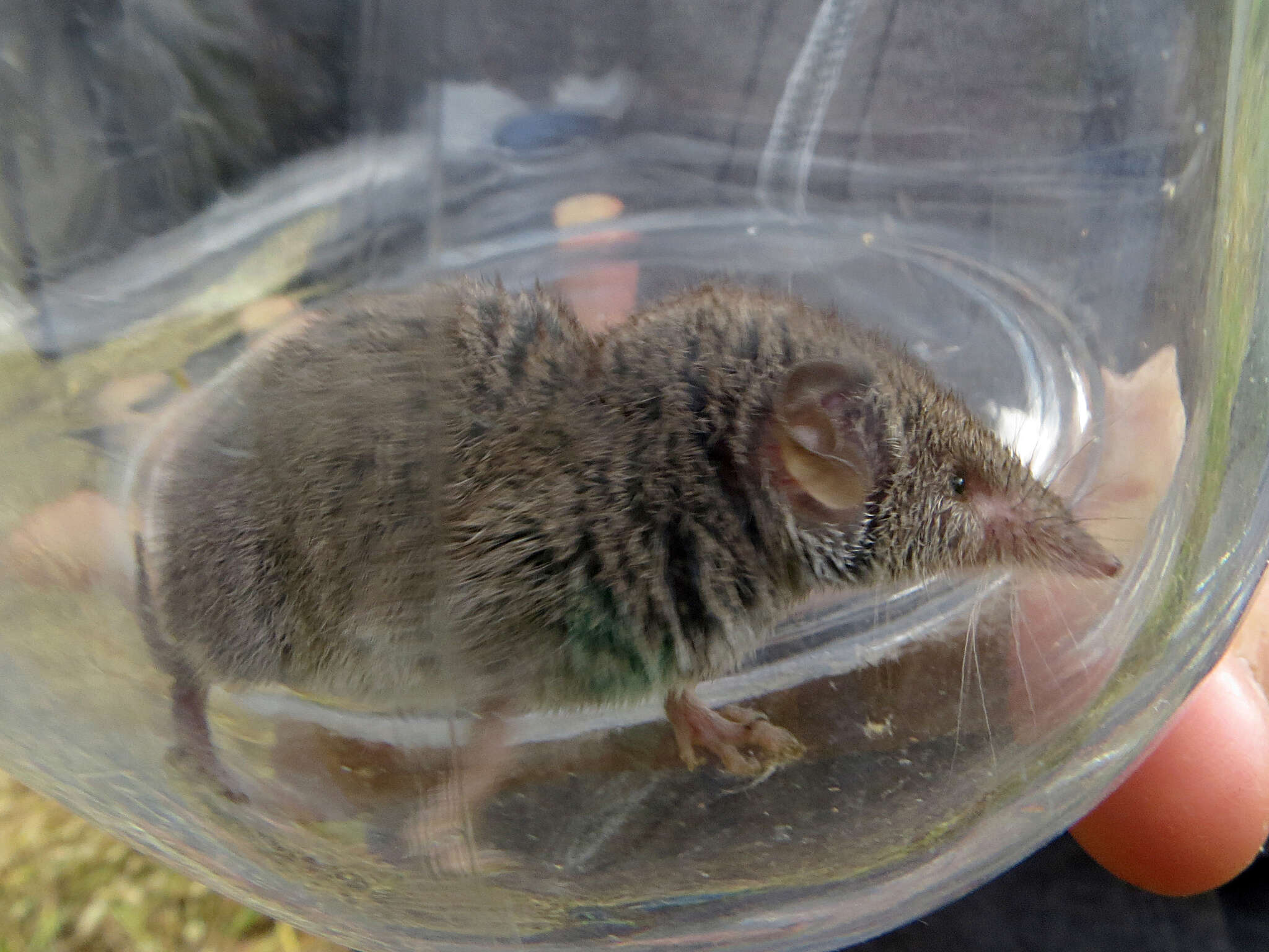 Image of greater white-toothed shrew, house shrew