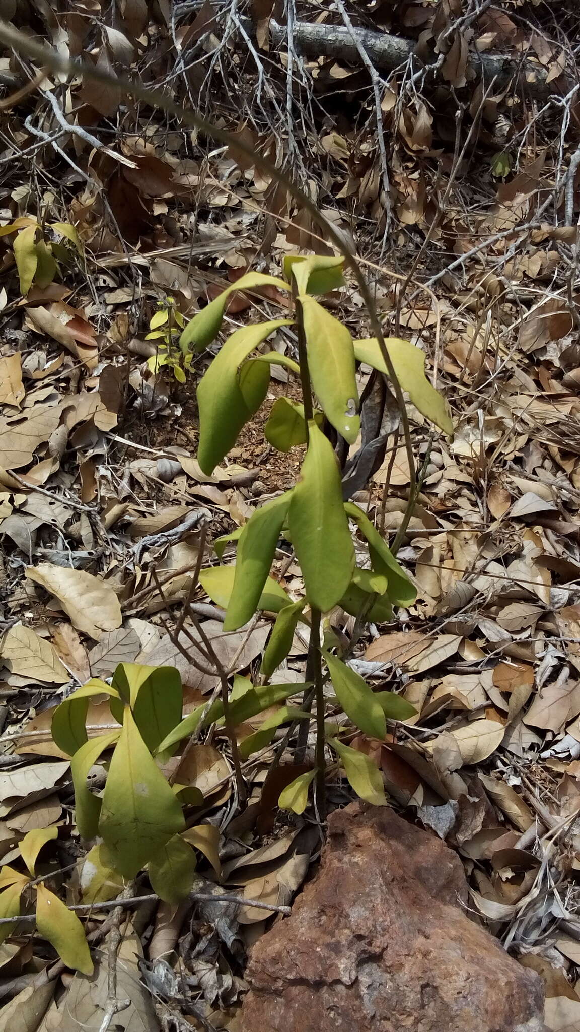 Plancia ëd Ardisia compressa Kunth