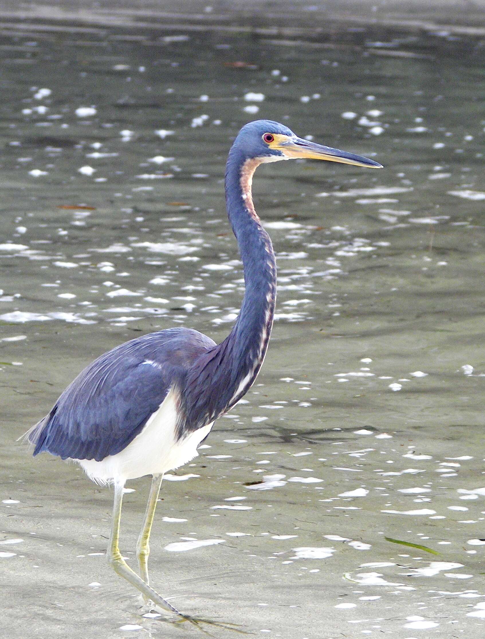 Image de Aigrette tricolore