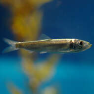 Image of Pacific herring