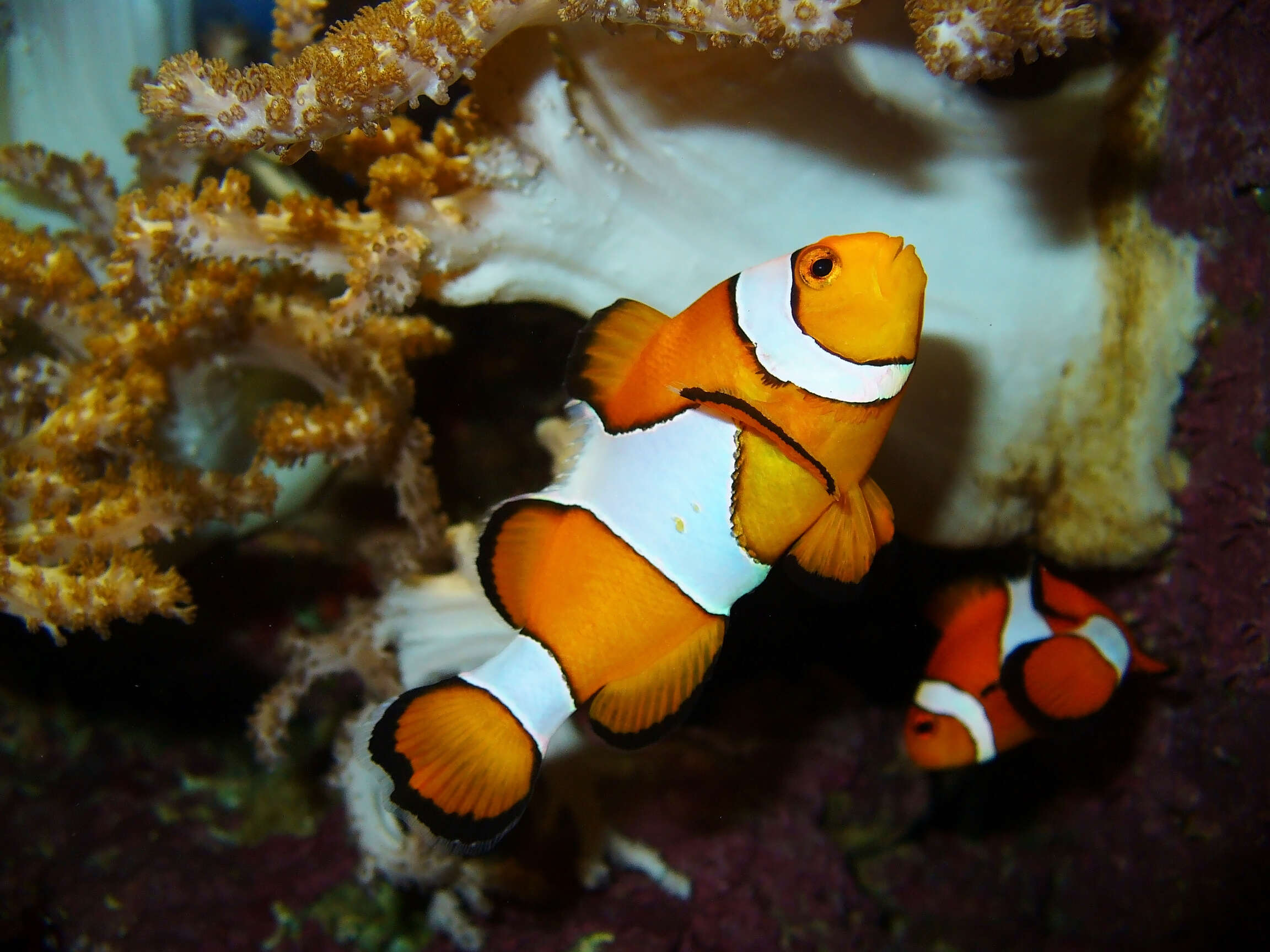 Image of Common clownfish