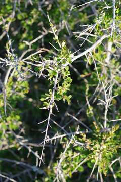 Image of Flueggea verrucosa (Thunb.) G. L. Webster