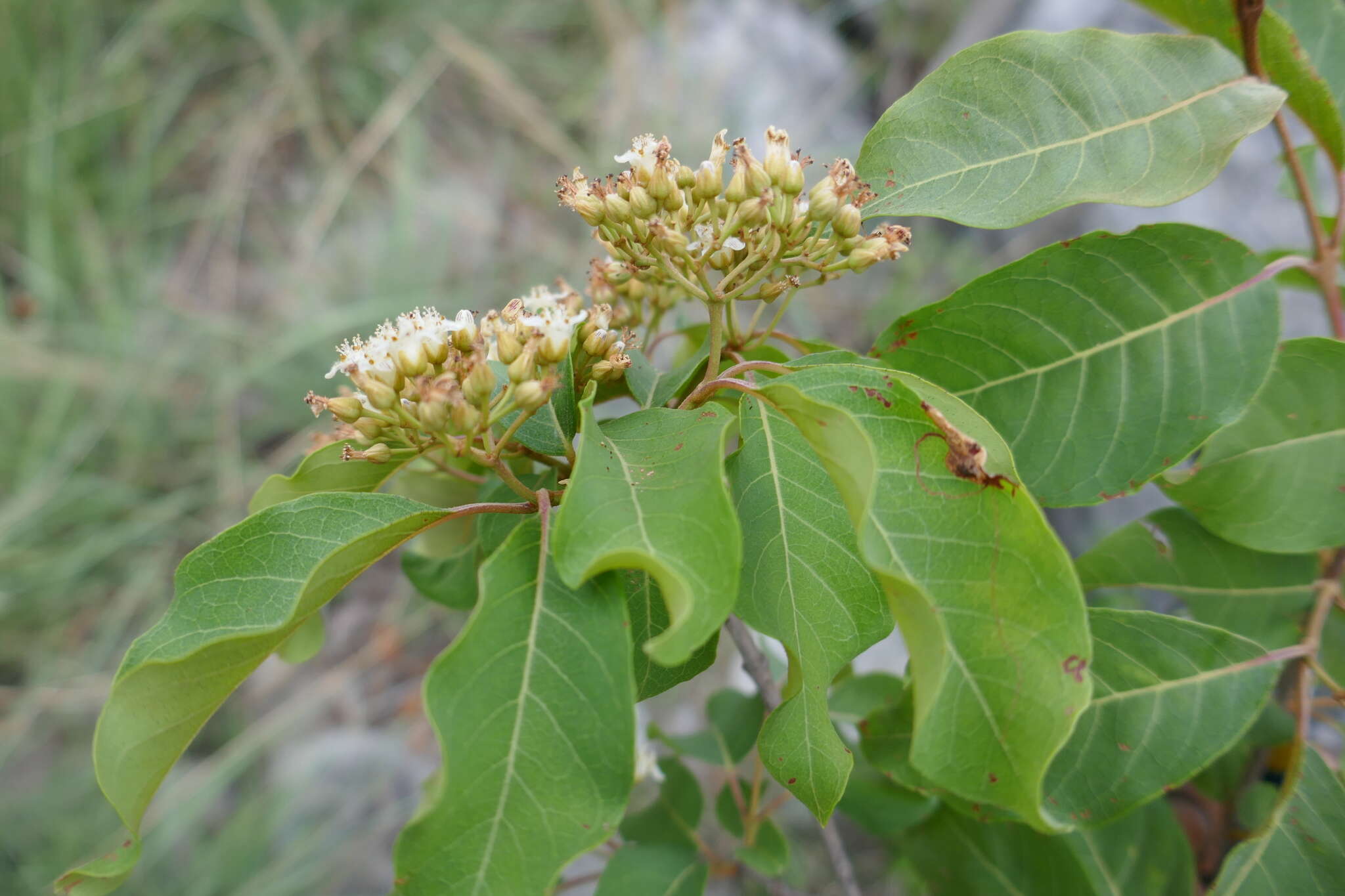 Image of Psorospermum androsaemifolium Baker