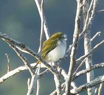 Image of Black-crowned White-eye