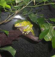 Image of Giant leaf frog