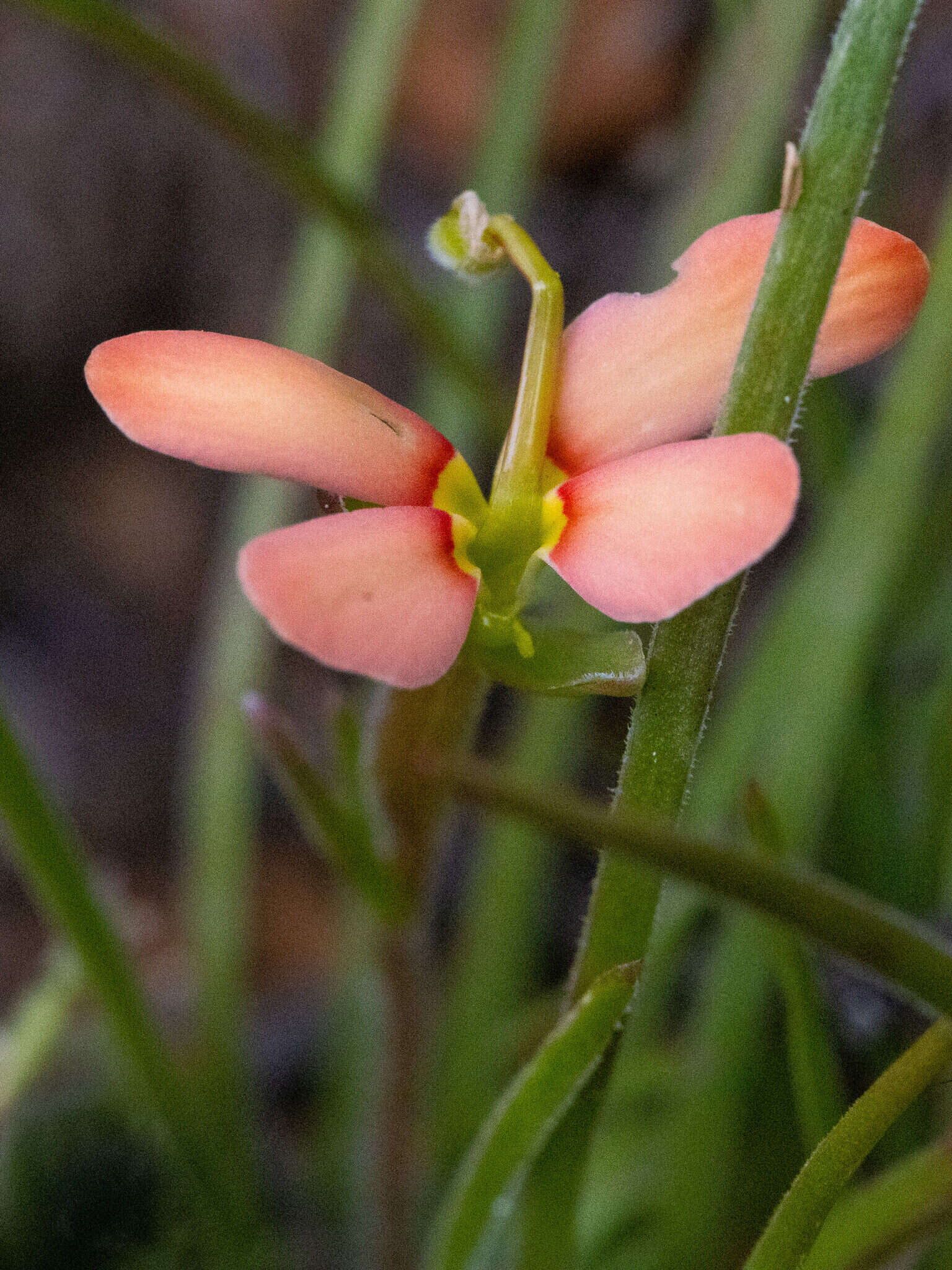 Image of Stylidium uniflorum subsp. uniflorum