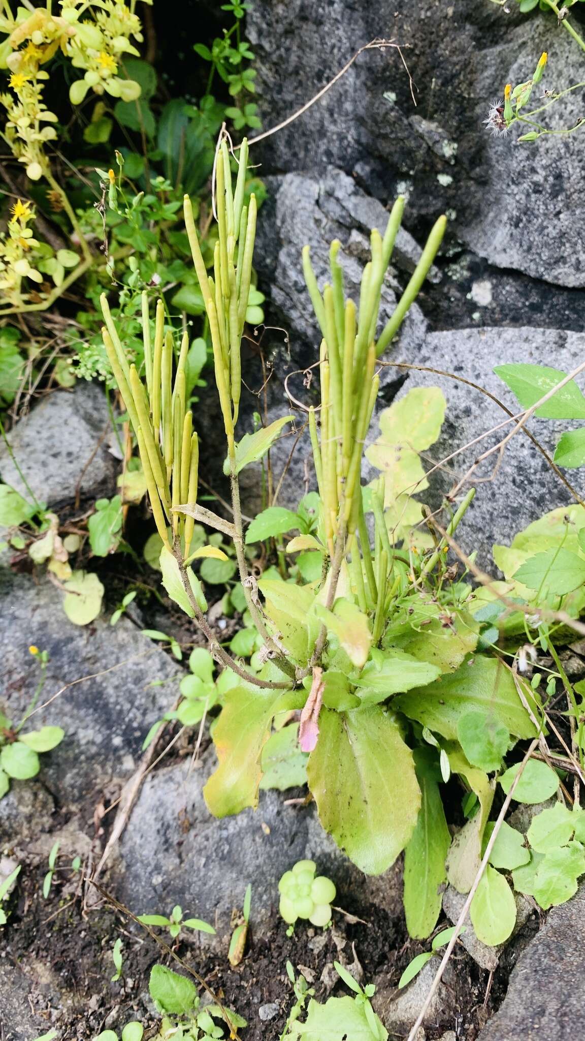 Image of Arabis stelleri DC.