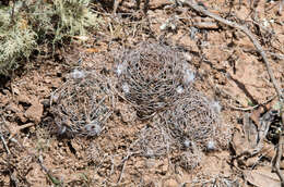 Imagem de Echinopsis schieliana (Backeb.) D. R. Hunt