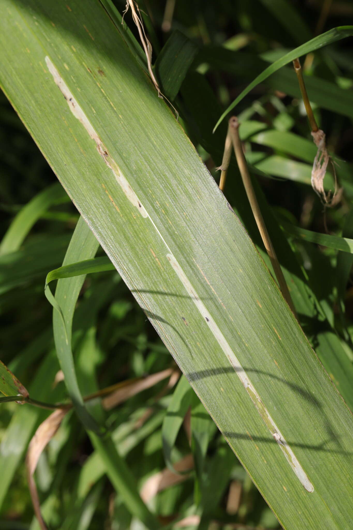 Слика од <i>Cerodontha iraeos</i>