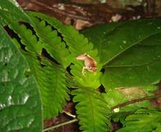 Image of Pristimantis urichi (Boettger ex Mole & Urich 1894)