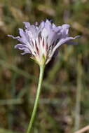 Cephalaria transsylvanica (L.) Schrad. ex Roem. & Schult. resmi