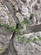 Image of false ivy-leaved speedwell