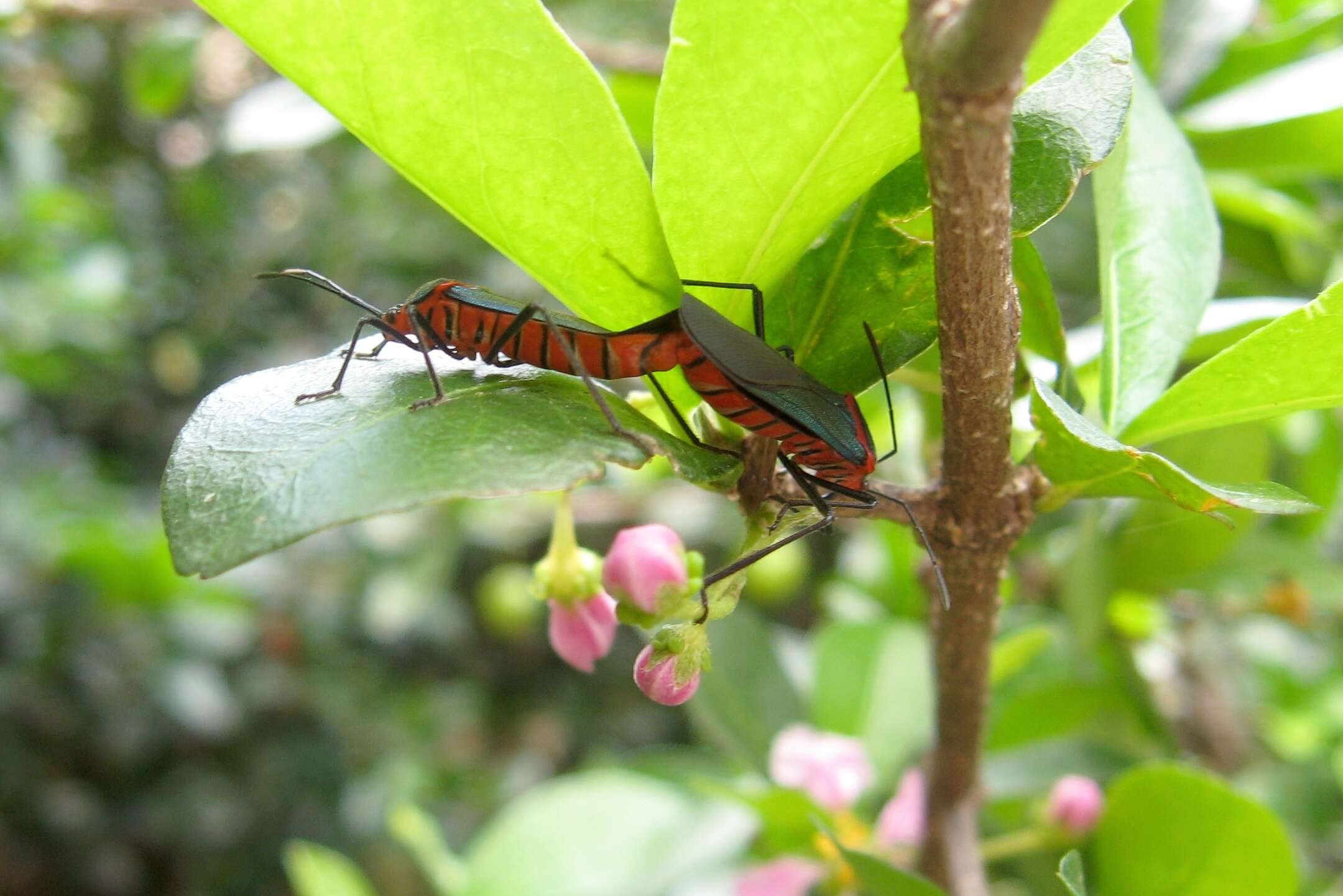 Imagem de Malpighia glabra L.