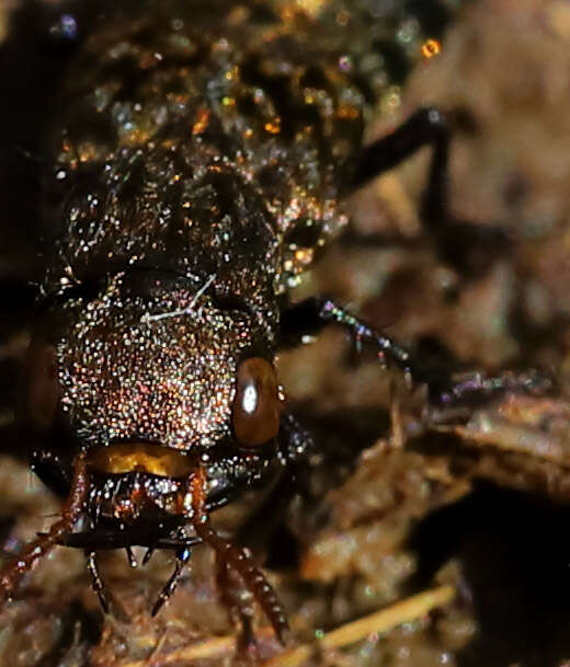 Image of Ontholestes murinus (Linnaeus 1758)