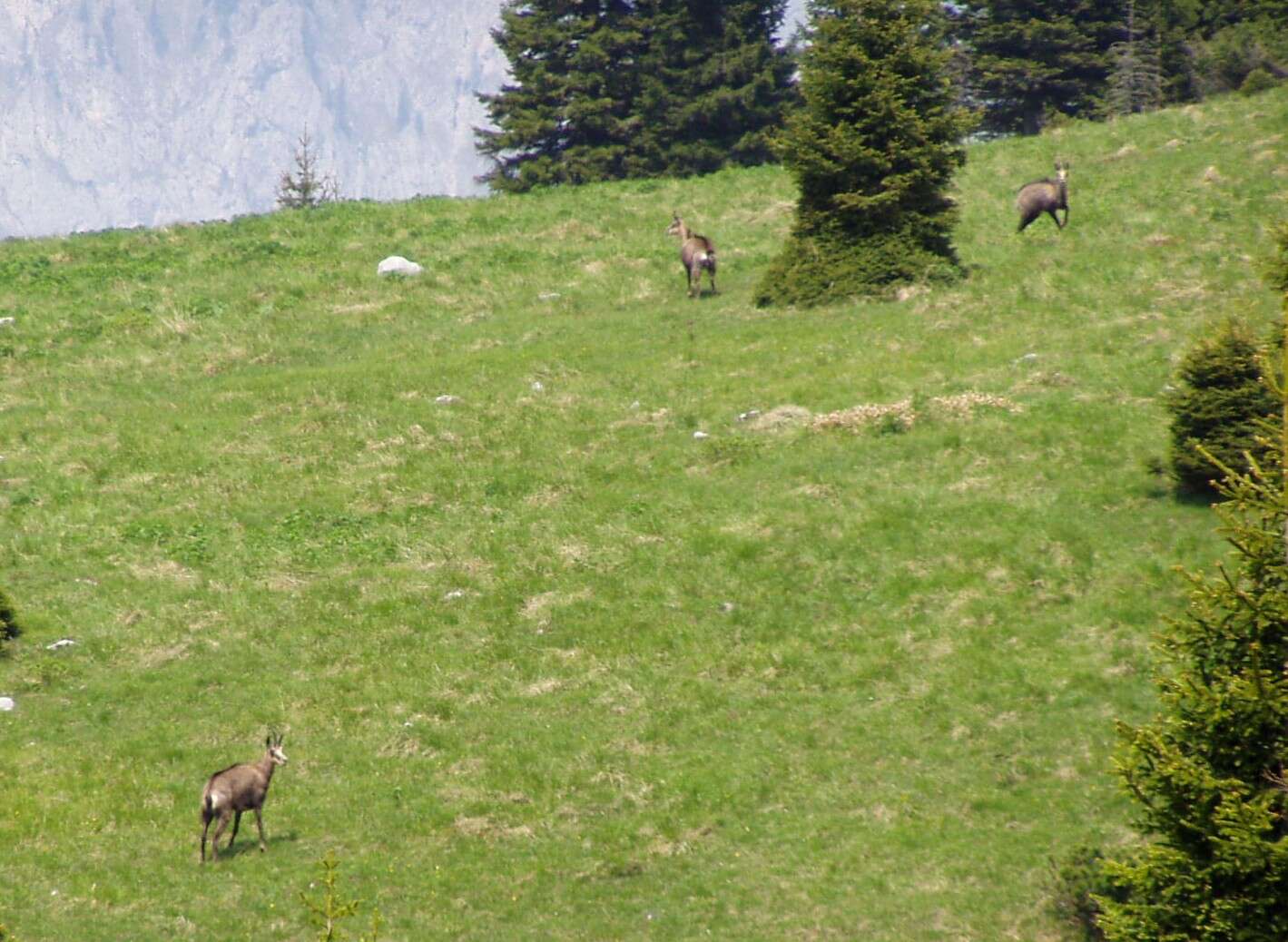 صورة شامواه