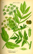 Image of wild parsnip