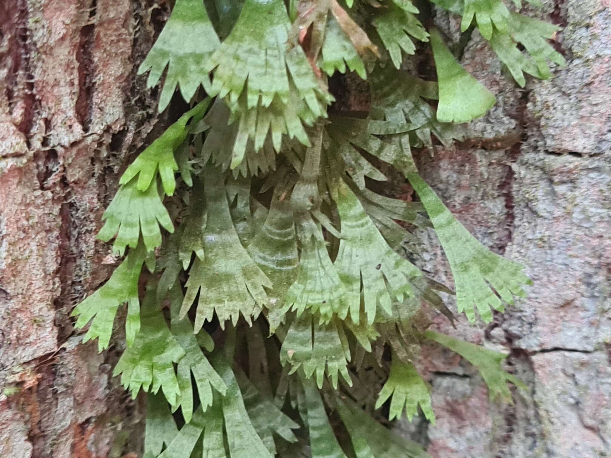 Sivun Hecistopteris pumila (Spreng.) J. Sm. kuva