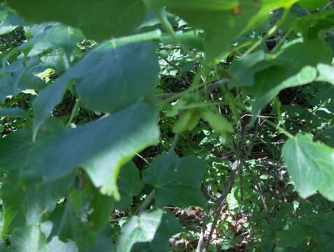 Image of Black Maple