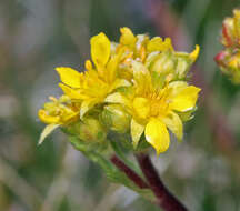 Image of clubmoss mousetail