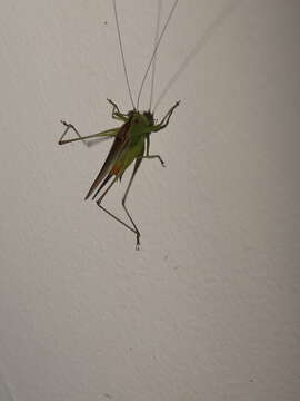 Image of Caribbean Meadow Katydid