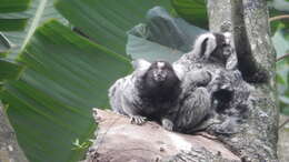 Image of Common Marmoset