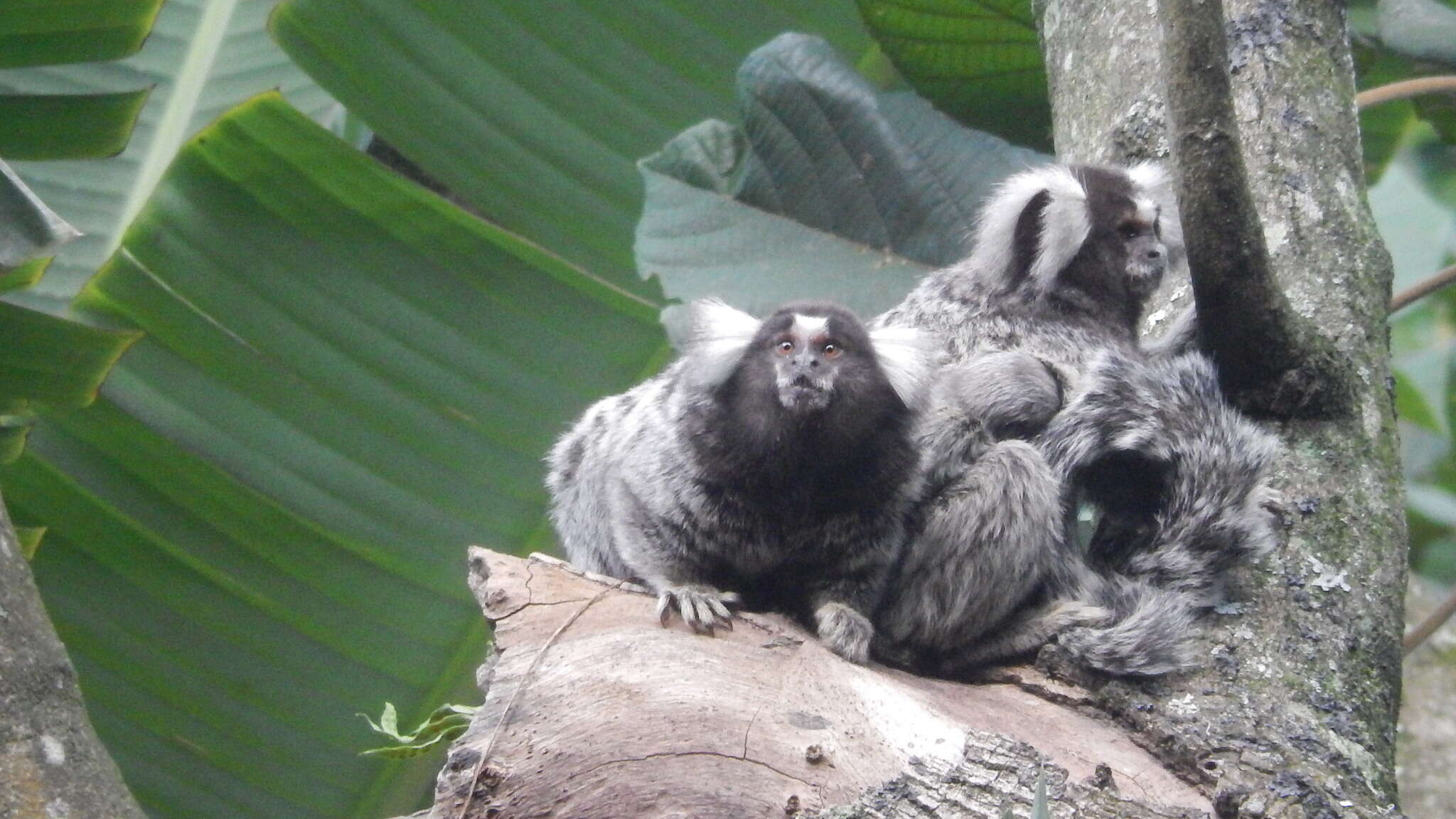 Image of Common Marmoset