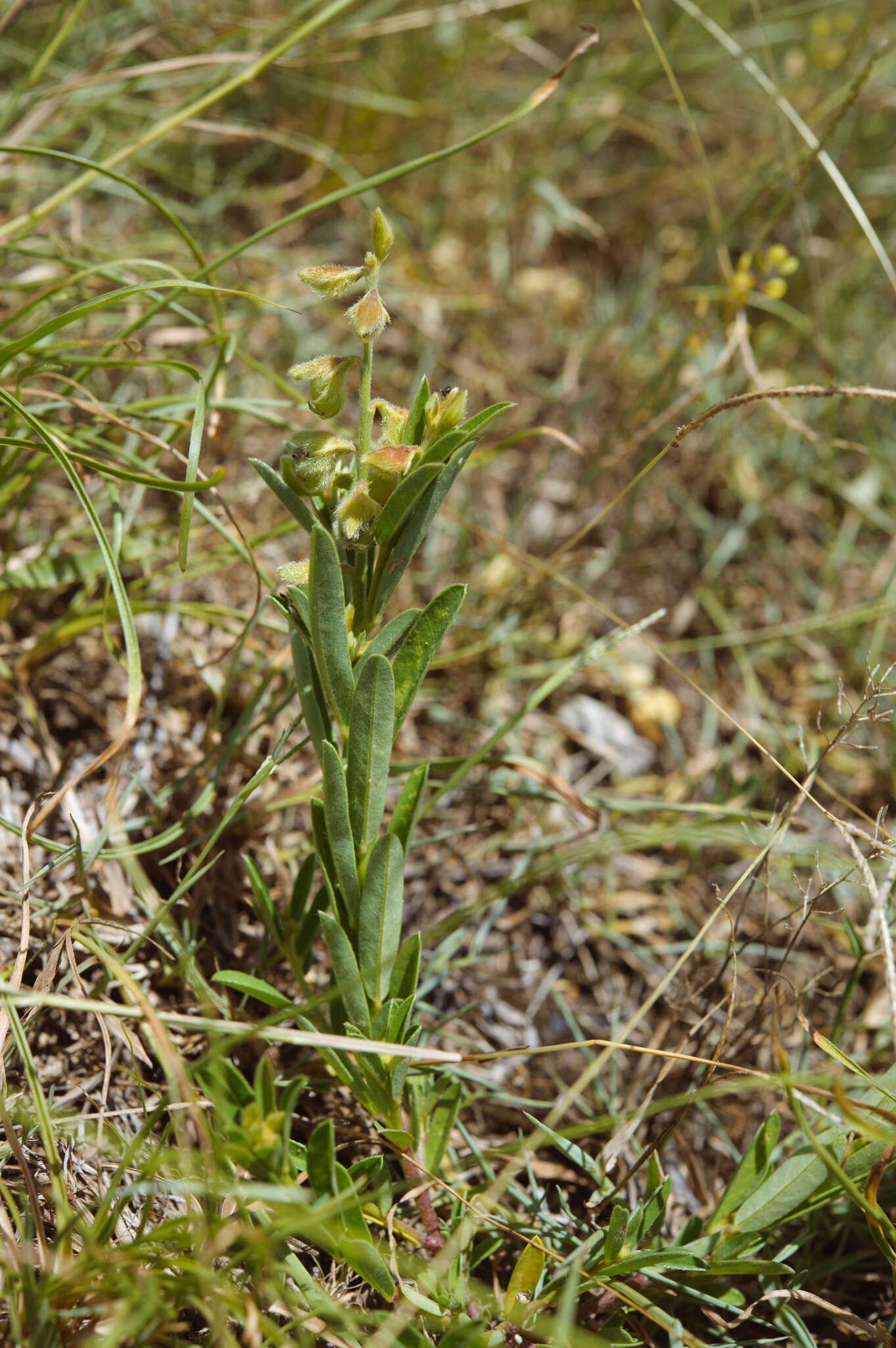 Image of Crotalaria linifolia L. fil.