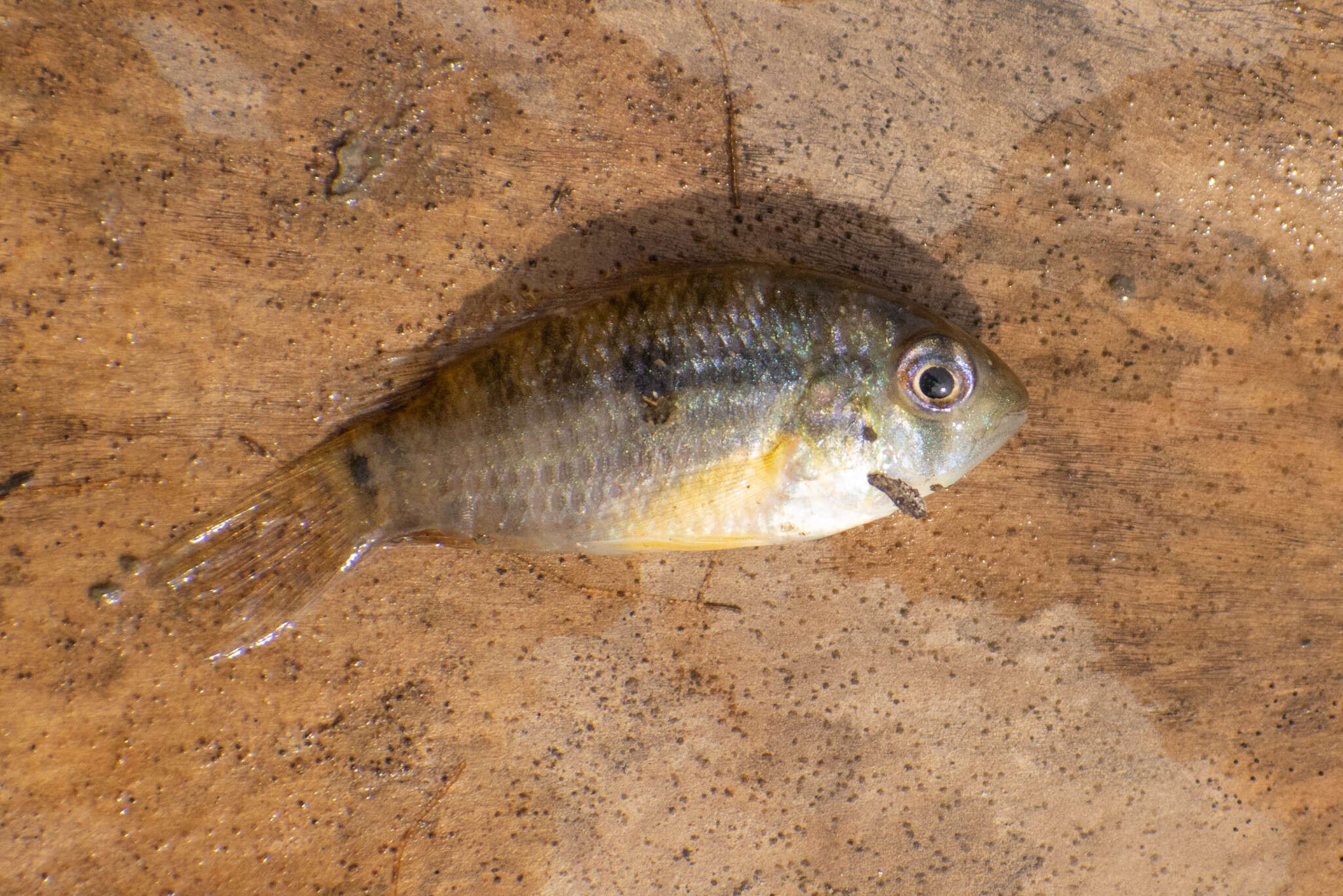 Image of Banded acara