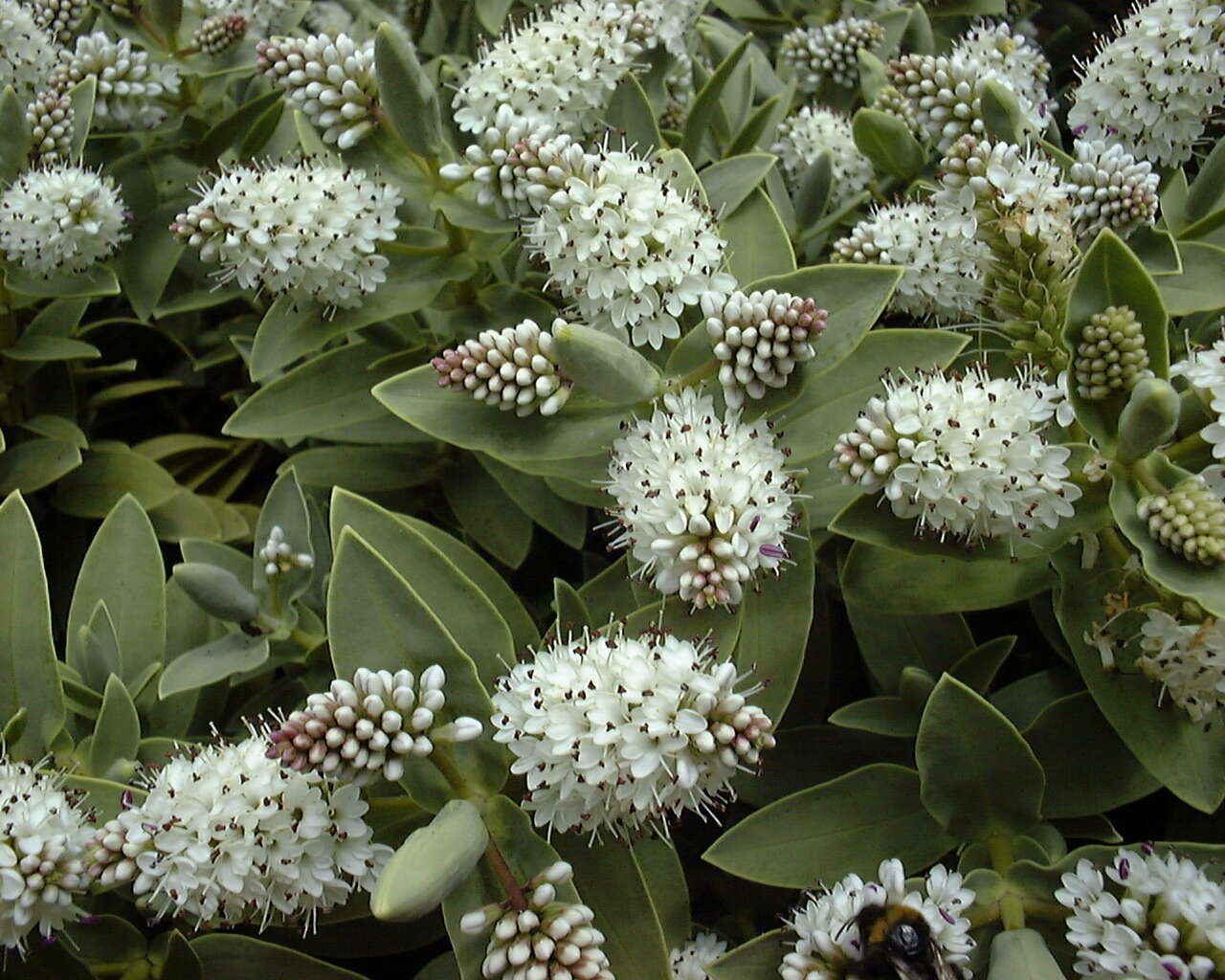 Image of Veronica albicans Petrie