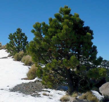 Image of Hartweg's Pine