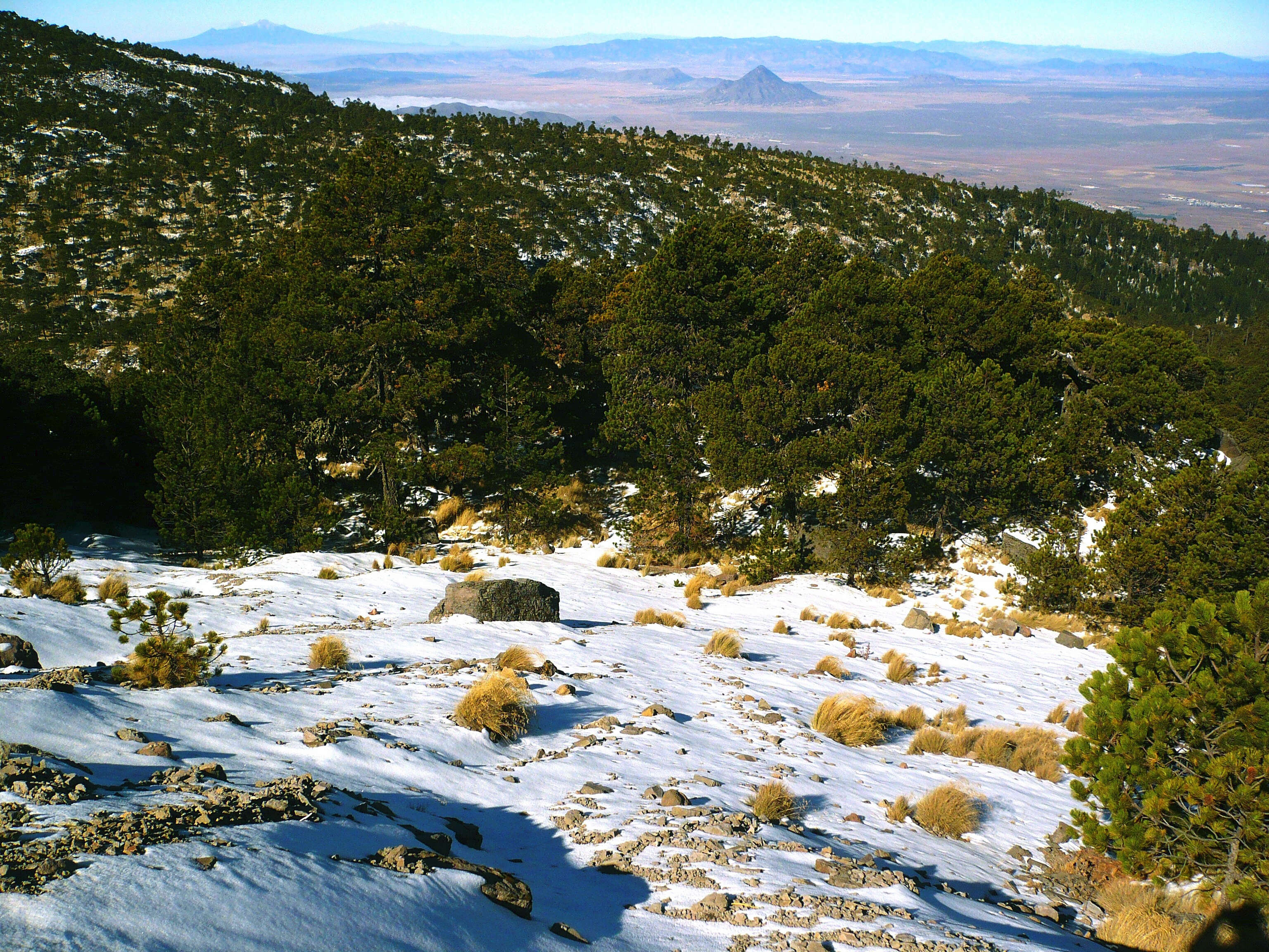 صورة Pinus hartwegii Lindl.