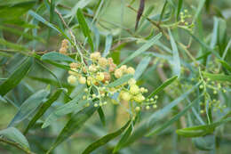 Image of water wattle