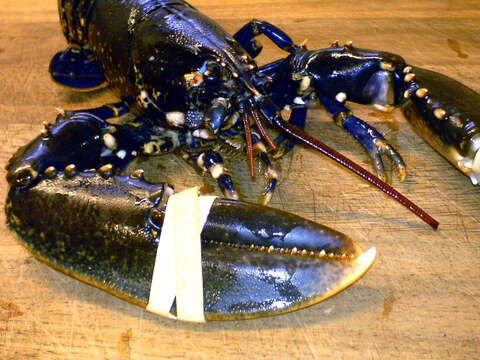 Image of Common lobster