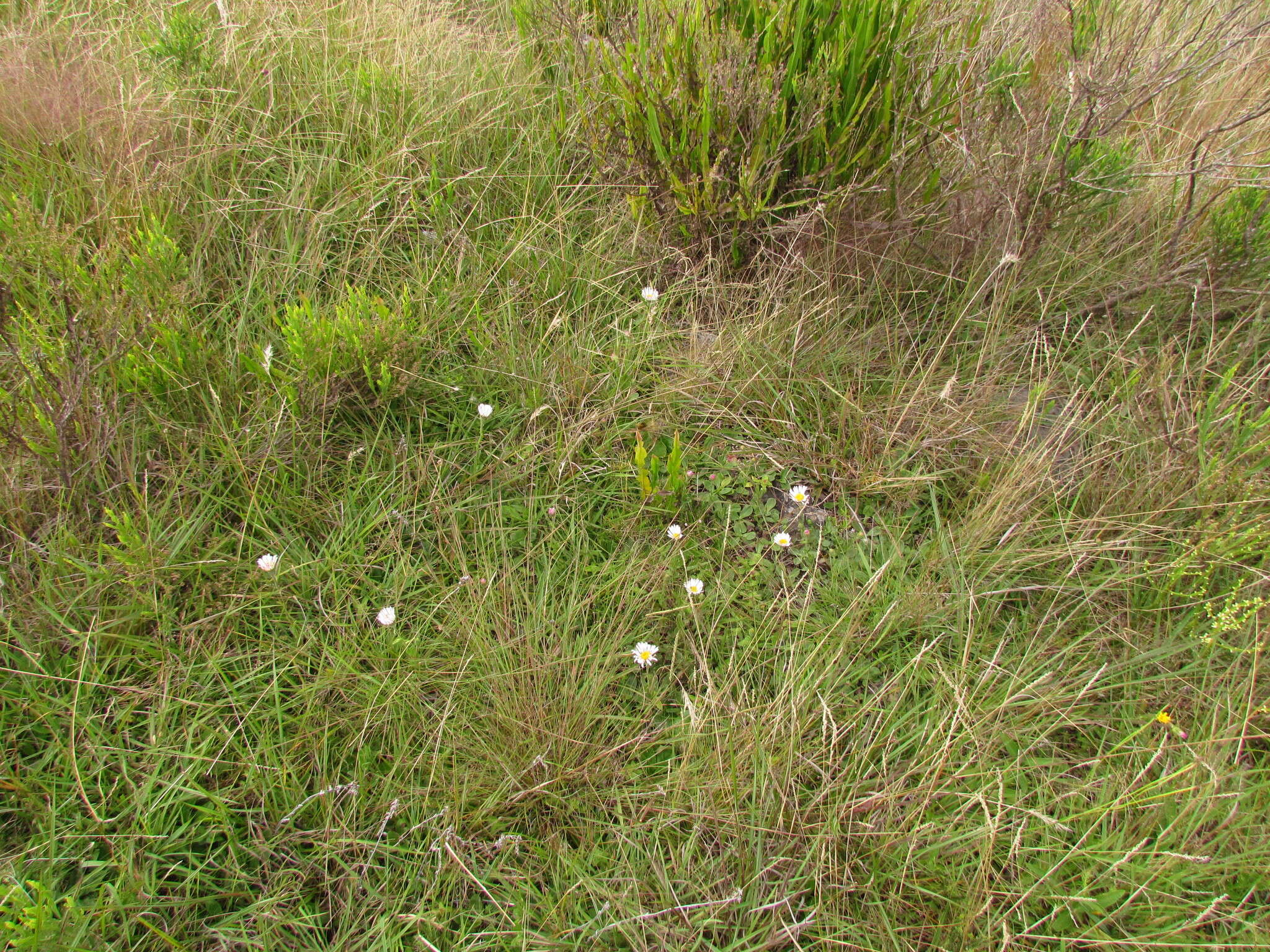 Image of Noticastrum decumbens (Baker) Cuatrec.